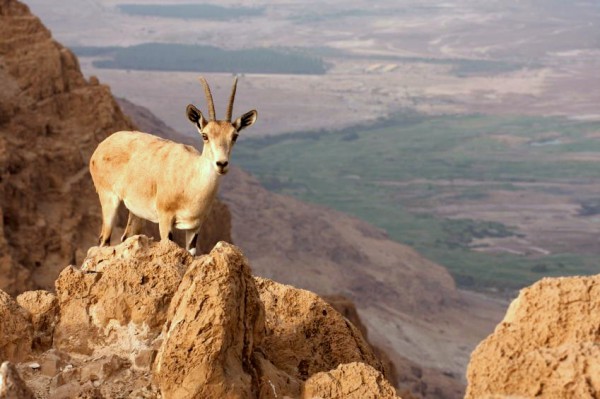 Mount Nebo-Dead Sea-Ibex-deer