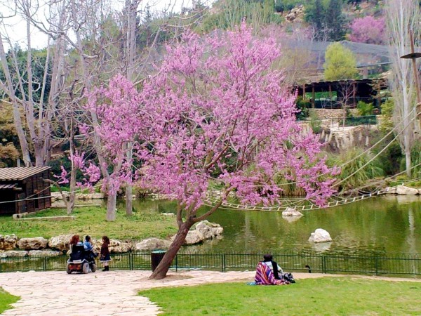 Tree-Blossom-Zoo