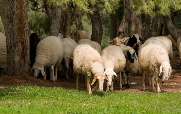 sheep-trees-Israel