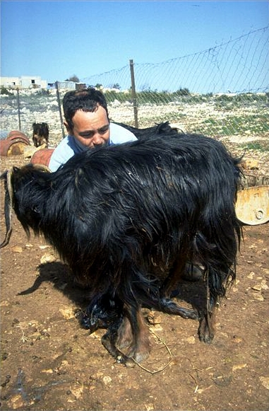 Government_Press_Office_GPO_-_Mitzpe_Ramon_Goat_Breeder