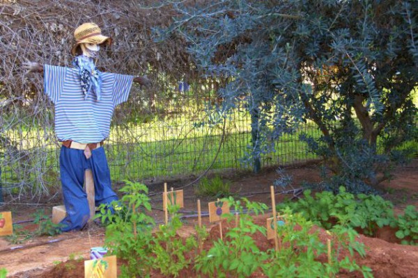 Israel-kindergarten-scarecrow-garden