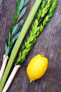 Lulav-and-Etrog-vertical