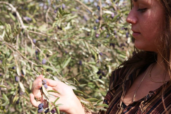 Olive picking in Israel (State of Israel photo)