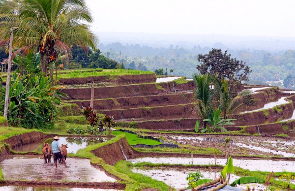 Balinese rice paddy