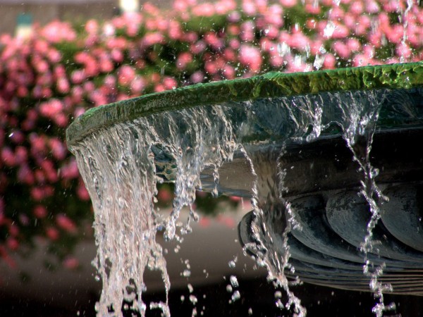 Water and flowers in Jerusalem