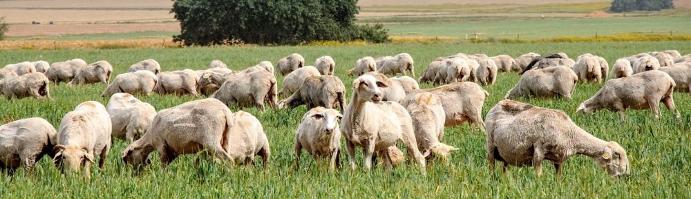 A flock of sheep graze in Israel.