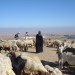 Israel-sheep-shepherd-flock