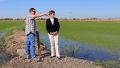 California rice growing, Israeli agitech, drip irrigation, California drought