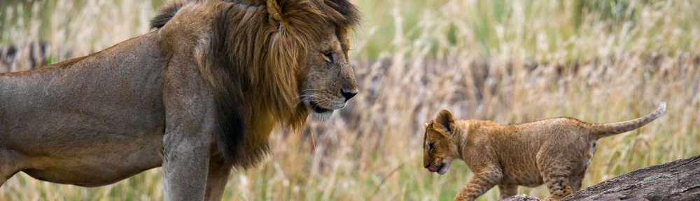 lion and cub