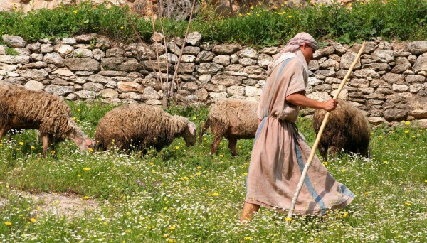 Shepherd, tending sheep
