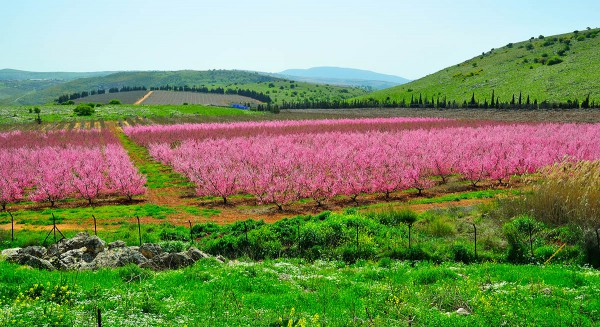 Pink nectarine trees in the Golan Heights region of northern Israel