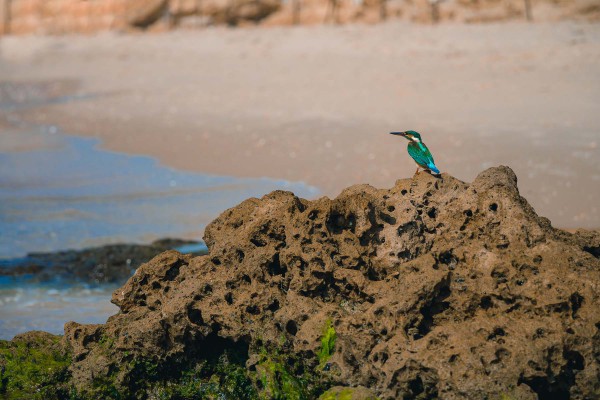 This kingfisher bird on a rock in Israel is a common picture in Eurasia and Africa.  Perhaps Yeshua was pointing to a similar bird when He said, "Look at the birds.  They don't plant or harvest or store food in barns, for your heavenly Father feeds them.  And aren't you far more valuable to Him than they are?"  (Matthew 6:26)