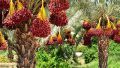 Date palms in northern Israel