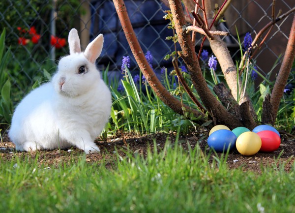 Easter bunny, pagan symbol, fertility