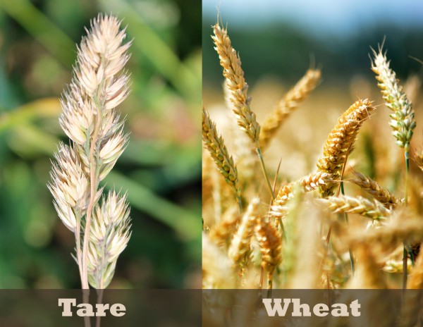 Tares are poisonous weeds called darnel that look very similar to wheat.