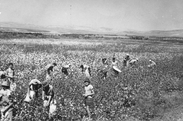 Women and men work alongside each other in the cotton fields of Kibbutz Shamir, on the western slopes of the Golan Heights in northern Israel.