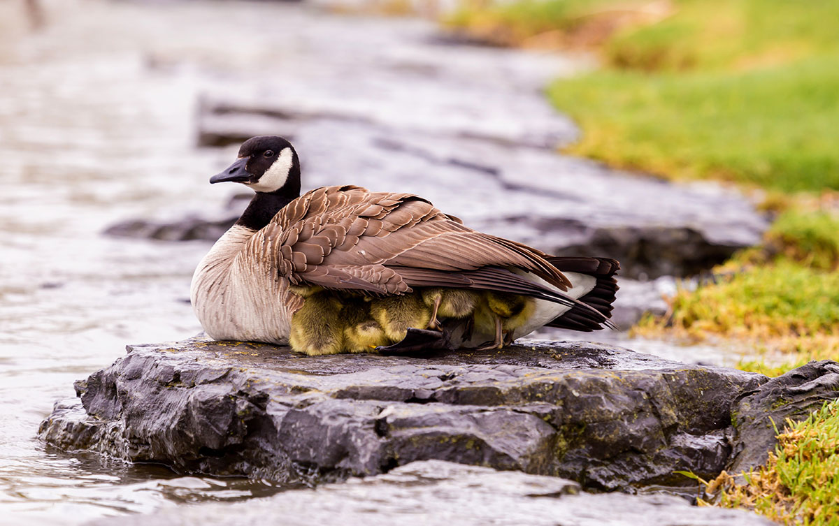 "Under His Wings", ducklings take refuge under mother duck wings