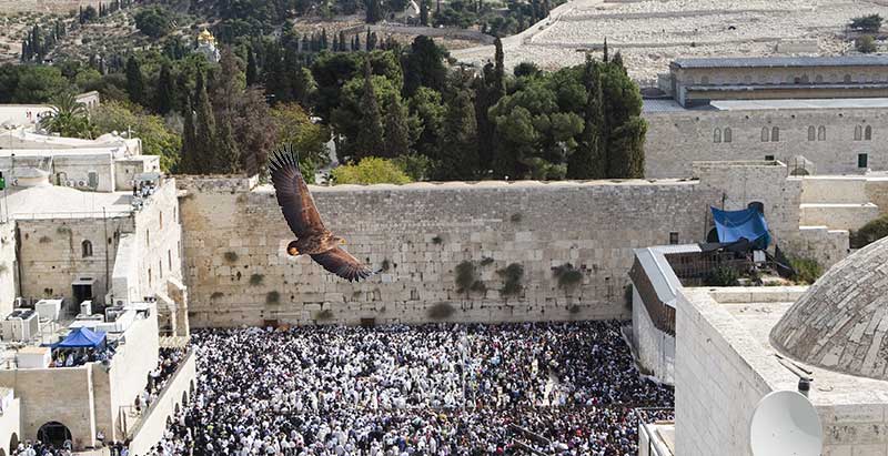 "Under His Wings", white-tailed eagle flying over western wall plaza crowds